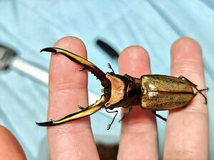 71.7mm チュウホソアカクワガタ ♂のみ 標本用