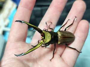 70.1mm チュウホソアカクワガタ ♂のみ 標本用