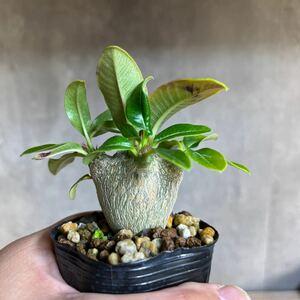 A3 パキポディウムウィンゾリー★ Pachypodium windsorii ★コーデックス　良型　塊根植物　実生1