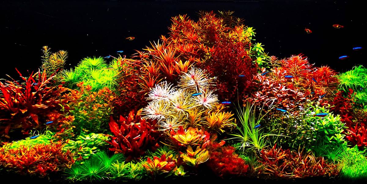 マスター　ソイル　ネクスト　ＨＧノーマル８Ｌ入×３袋セット　 約２４kg マスター ソイル ネクスト HGノーマル8L入×3袋セット 約