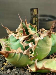 【hiiro】稀少 アガベ toma.sp 子株 agave titanota（検 チタノタ オテロイ シーザー uscal クラシック