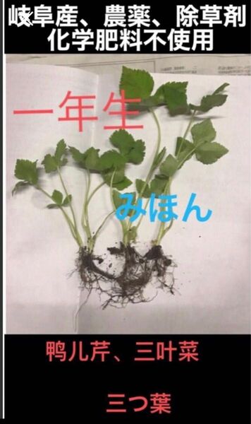 香味野菜、山菜、岐阜産、農薬、除草剤、化学肥料不使用の、鴨儿芹　　三つ葉 、一年生の抜き苗　　　15株、多年草