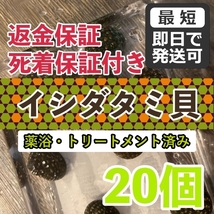 【20個＋α】★イシダタミ貝★海水魚水槽のコケ取り貝 ■兵庫県産■普通のシッタカ貝よりも茶ゴケに強い◆_画像1