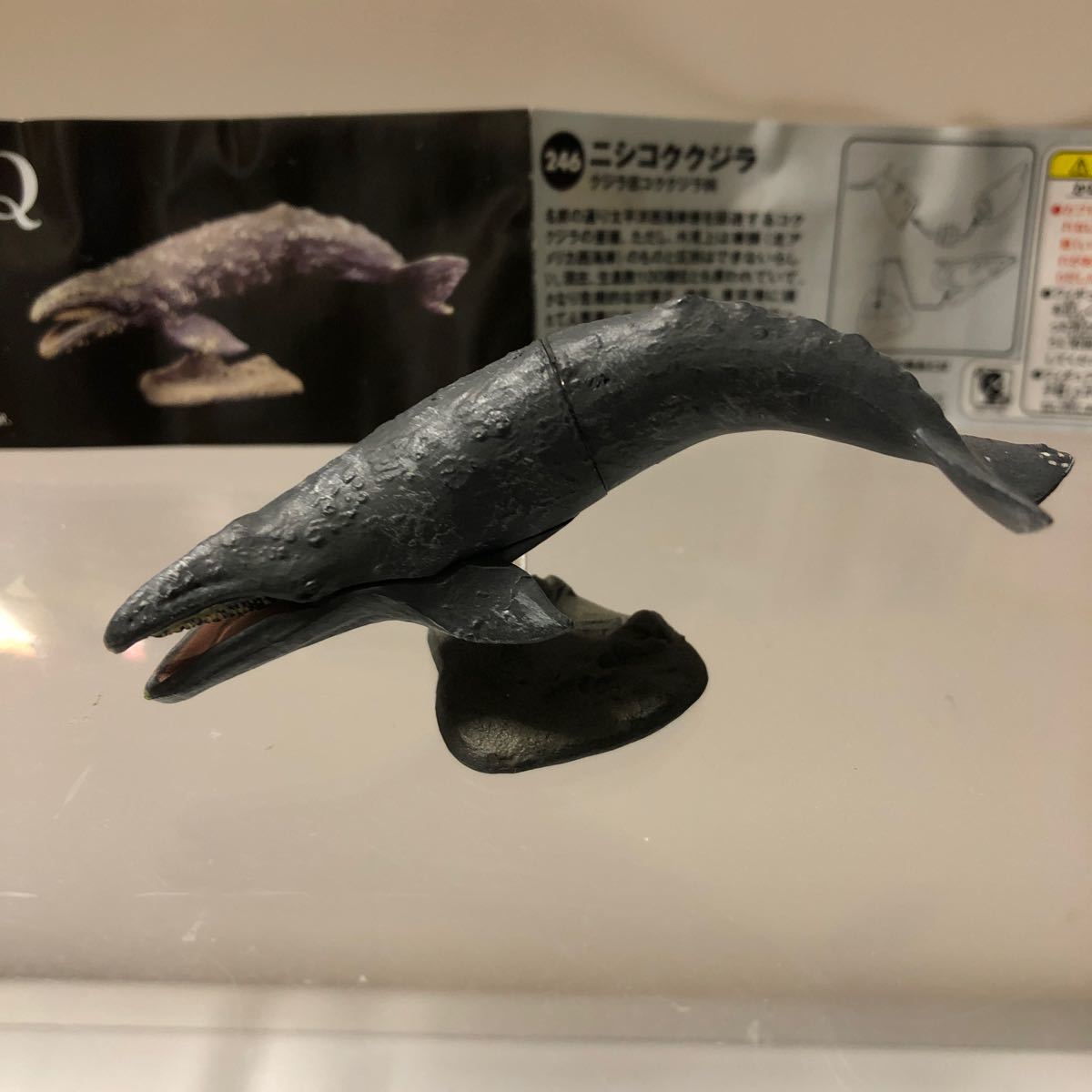 2025年最新】Yahoo!オークション -ニシコククジラの中古品・新品
