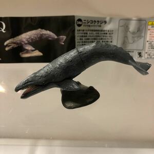 チョコQ 日本の動物シリーズ11 ニシコククジラ