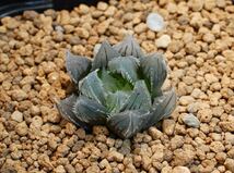 サリナ H. salina JDV90/40 Perseverance 株分苗 ハオルチア 多肉植物_画像2