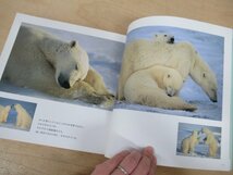 ◇K7216 図録「星野道夫 Alaska 星のような物語」2006年 風景 動物 写真集_画像9