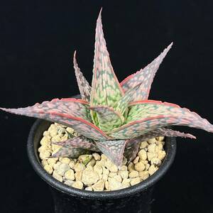 《PW》アロエ“Aloe hyb.[DW-3]”多肉植物