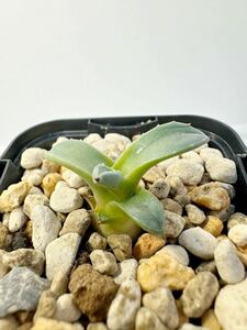 アガベ アプラナータ ソンゴクウ Agave applanata 孫悟空 抜き苗は送料込 小型パリー 矮性 メキシコ原産