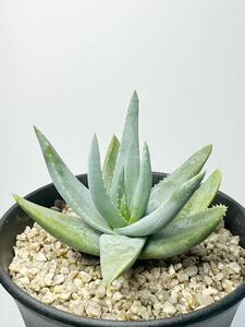 稀産種　Aloe krapohliana var.dumoulinii アロエ クラポリアナ 変種 デュモウリニー アフリカダイアモンドエリア原産　実生　希少種　小型