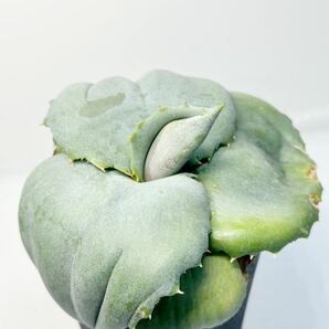 アガベ マルモラータ パピリオ プラタノイデス Agave marmorata 'Papilio Platanoides' EU輸入株 抜き苗送料無料 希少アガベの画像4