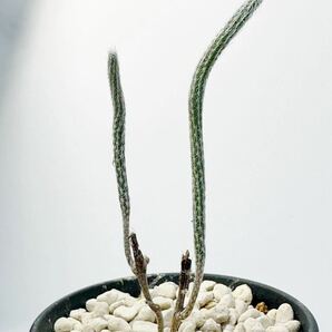 Wilcoxia poselgeri ウィルコキア 銀紐 メキシコ原産 抜き苗は送料込 美花サボテンの画像2