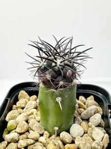 Copiapoa griseoviolacea JN 1273 コピアポア グリセオビオラセア 黒太刺 輸入株 接木 希少なFN付 グリセオ チリ原産 強黒棘 親木にも