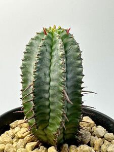 Euphorbia horrida ユーフォルビア ホリダ 輸入株　アフリカ原種　抜き苗は送料込 多肉植物 ポリゴナ バリダ オベサ