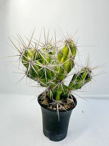 Opuntia invicta オプンチア・インビクタ メキシコバハカリフォルニア原産 輸入株 赤刺 抜き苗は送料込 美株　サボテン