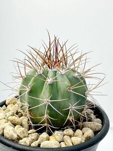 Melocactus matanzanus メロカクタス マタンザナス 魔雲 ブラジル原産 実生株 抜き苗は送料なし サボテン