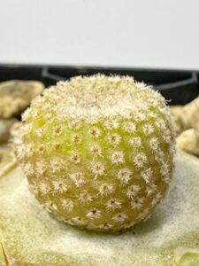 Yavia cryptocarpa ヤヴィア (ヤビア)クリプトカルパ 輸入株 接ぎ木 レア アルゼンチン原産 抜き苗は送料込 一属一種 希少サボテン 極美花