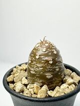 Dorstenia crispa var. lancifolia ドルステニア ランキフォリア 輸入株 アラビア半島原産 レア 抜き苗は送料込 珍奇 スタペリア 塊根 開花_画像5