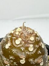 Dorstenia crispa var. lancifolia ドルステニア ランキフォリア 輸入株 アラビア半島原産 レア 抜き苗は送料込 珍奇 スタペリア 塊根 開花_画像7