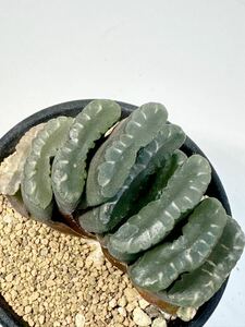 ハオルチア 玉扇 Haworthia truncata アフリカ原産 多肉植物 抜き苗は送料込 ハオルシア 万象