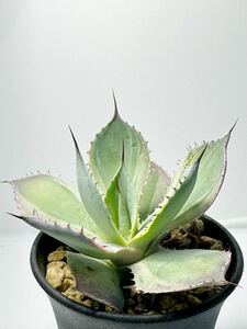 アガベ 風雷神錦 agave variegated メキシコ原産 斑入り 抜き苗は送料込　美葉