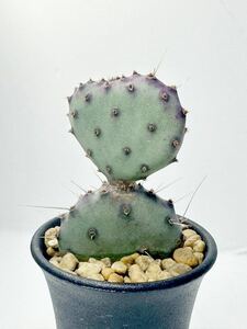 Opuntia santa-rita compact form オプンチア サンタリタ コンパクト EU輸入株 抜き苗は送料込 赤紫のオプンチア スーパーロングスピン