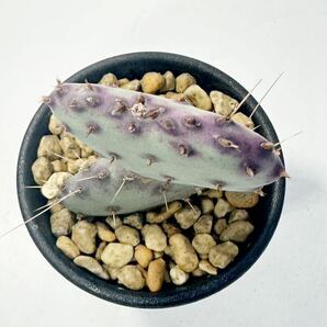 Opuntia santa-rita compact form オプンチア サンタリタ コンパクト EU輸入株 抜き苗は送料込 赤紫のオプンチア スーパーロングスピンの画像4