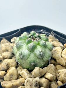 Copiapoa humilis v. paposoensis コピアポア パポソエンシス 輸入 カキコ発根株 抜き苗は送料込 コピ 南米原産 黒王丸 サボテン