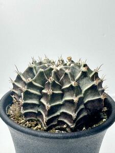 最終出品 Gymnocalycium tinkerbell ギムノカリキウムティンカーベル 輸入株 レア 抜き苗は送料込 新しいギムノ海外品種 斑入り 開花株