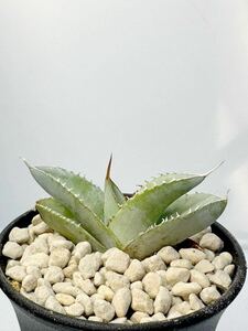 Agave titanota ‘White Ice’ アガベ チタノタ ホワイトアイス メキシコ原産 白肌 発根株 抜き苗は送料込 良型 選別メリクロン株