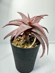 Aloe ‘Christmas Carol’アロエ クリスマスキャロル 幹立ち株 美種交配種 抜き苗は送料込 多肉植物