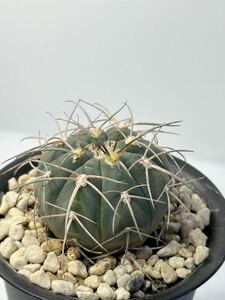 ギムノカリキウム 天平丸 Gymnocalycium spegazzinii 実生 抜き苗は送料込 良型 スペガジニー サボテン 検 バリスピナム 魔天竜