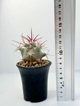 フェロカクタス エモリー 実生 江守 Ferocactus emoryi 赤刺 抜き苗は送料込 フェロ サボテン 多肉植物_画像10