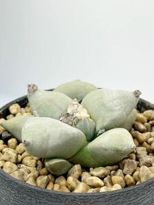 アリオカルプス 大疣青磁牡丹 Ariocarpus furfuraceus 送料込 塊根大 美花サボテン 実生株 美株サボテン 希少種 多肉植物 メキシコ原産