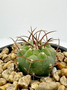 Matucana madisoniorum v horridispinum KK537 マツカナ 奇仙玉 v.ホリデスピナム 実生株 FN付 レア 抜き苗は送料込 美花サボテン 選別株