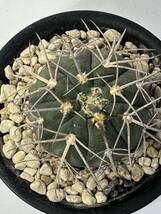 ギムノカリキウム 天平丸 Gymnocalycium spegazzinii 実生 抜き苗は送料込 良型 スペガジニー サボテン 検 バリスピナム 魔天竜_画像4