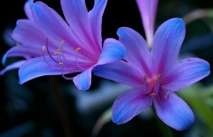 【希少種】超レア！色が綺麗すぎる！美麗種「紫キツネノカミソリ」1球　球根　リコリス　青紫　可愛い！