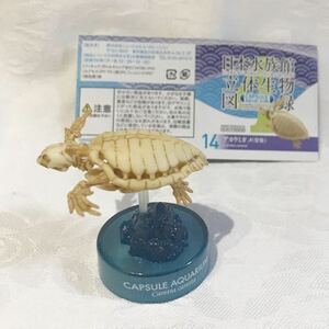 日本水族館立体生物図録4 アカウミガメ(骨格)　開封品 解説書付　アクアテイルズ