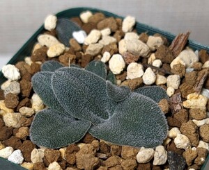 ドリミア　プラティフィラ　Drimia platyphylla　毛羽玉　コーデックス　冬型　ケープバルブ　球根　塊根植物　多肉植物　サボテン