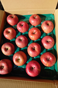 信州産　　サンふじ　りんご　　　5キロ箱入り発送　　　　　１３～１４個入りA級品