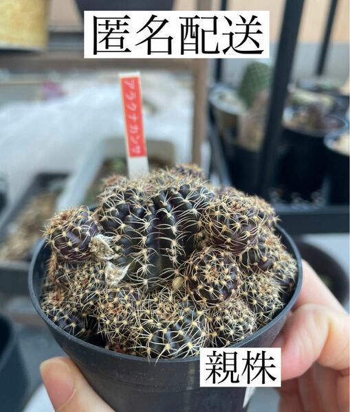 多肉植物　サボテン　ロビビア属　アラクナカンサ　抜き苗　2本セット