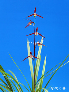 ★寒蘭「聖代の華」最上木４本、長崎（五島産）寒蘭、平肩咲き濃い紅紫花★春蘭