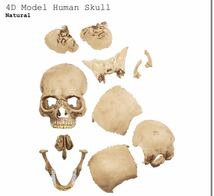 送料無料 Supreme 23AW week15 4D Model Human Skull Natural シュプリーム スカル パズル 新作 新品未開封 オンライン購入 ステッカー付き_画像5