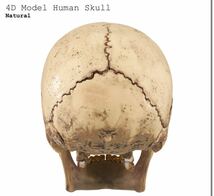 送料無料 Supreme 23AW week15 4D Model Human Skull Natural シュプリーム スカル パズル 新作 新品未開封 オンライン購入 ステッカー付き_画像4