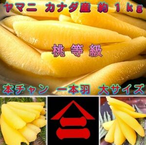 【ヤマニ 井原水産】◆ヤマニ 井原水産 大サイズ 塩数の子 カナダ産◆ 3袋 約1kg×3 3kg