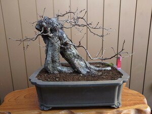  bonsai mountain Sakura height of tree 37cm