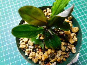 ◎1100TN319　（自家栽培）水草　ブセファランドラ　Bucephalandra sp. Shine Bluecarpet Kn便②