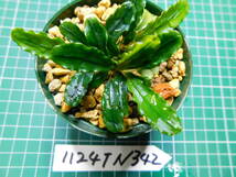 ◎1124TN342　（自家栽培）水草　ブセファランドラ　Bucephalandra sp.　 Brownie Phantom Kn便②_画像3