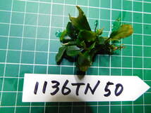 ◎1136TN50　（自家栽培）水草　ブセファランドラ　Bucephalandra sp.　 KapuasHulu①_画像2