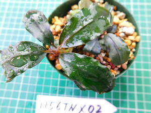 ◎1156TNX02　（自家栽培）水草　ブセファランドラ　Bucephalandra sp.　 インボイス名不明X02